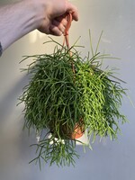 Rhipsalis bacifera 'Oasis' ∅14 h25