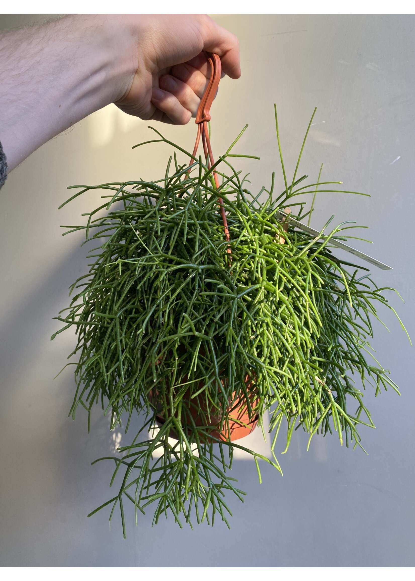 Rhipsalis bacifera 'Oasis' ∅14 h25