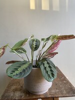 Maranta leuconeura 'Fascinator' Ø12 h25