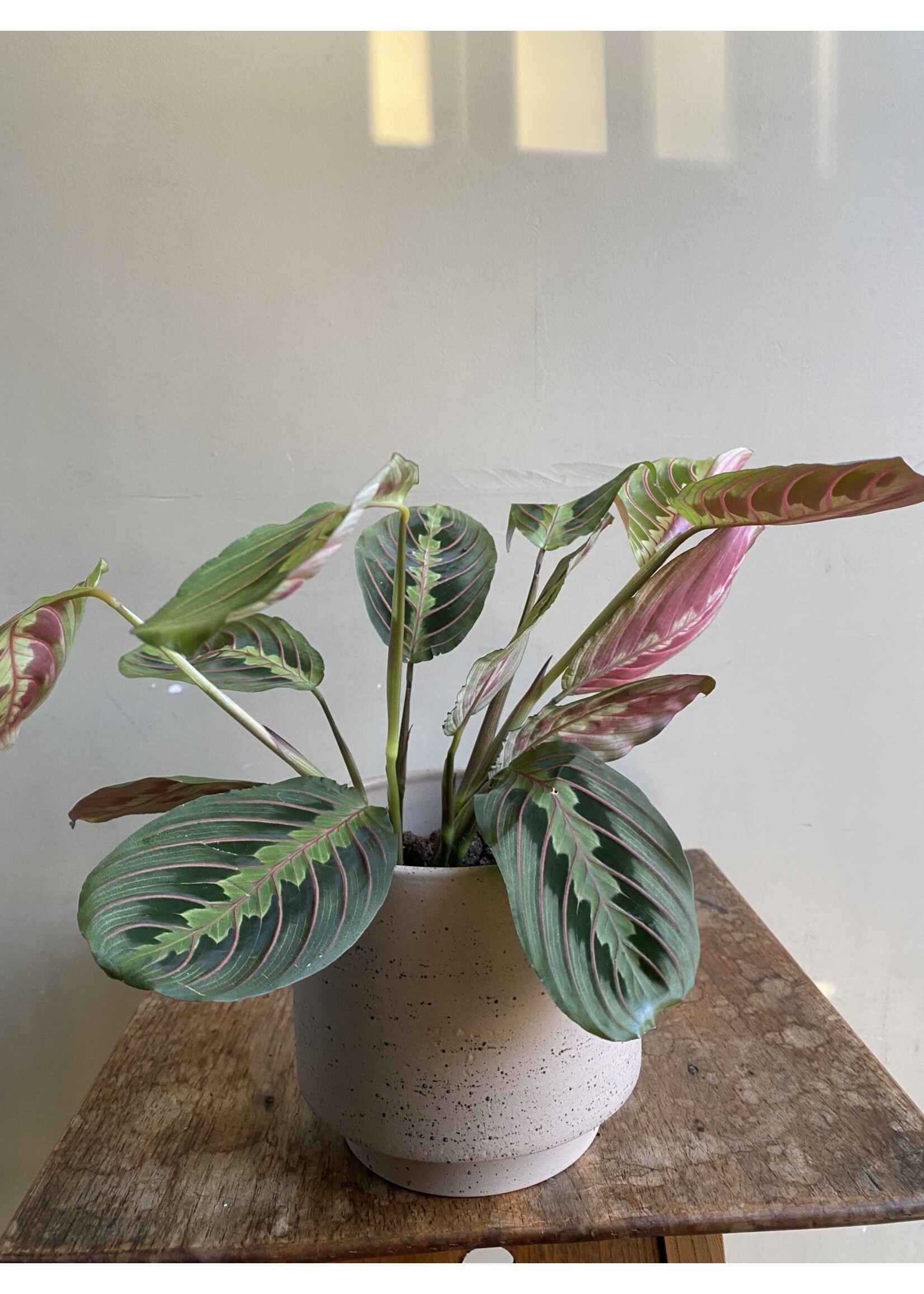 Maranta leuconeura 'Fascinator' Ø12 h25