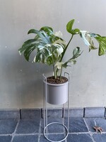 Monstera deliciosa variegata Ø17 h50