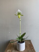 Paphiopedilum maudiae 'Femma' ∅9 h30