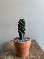 Cereus forbesii 'Spiralis' ∅15 h28