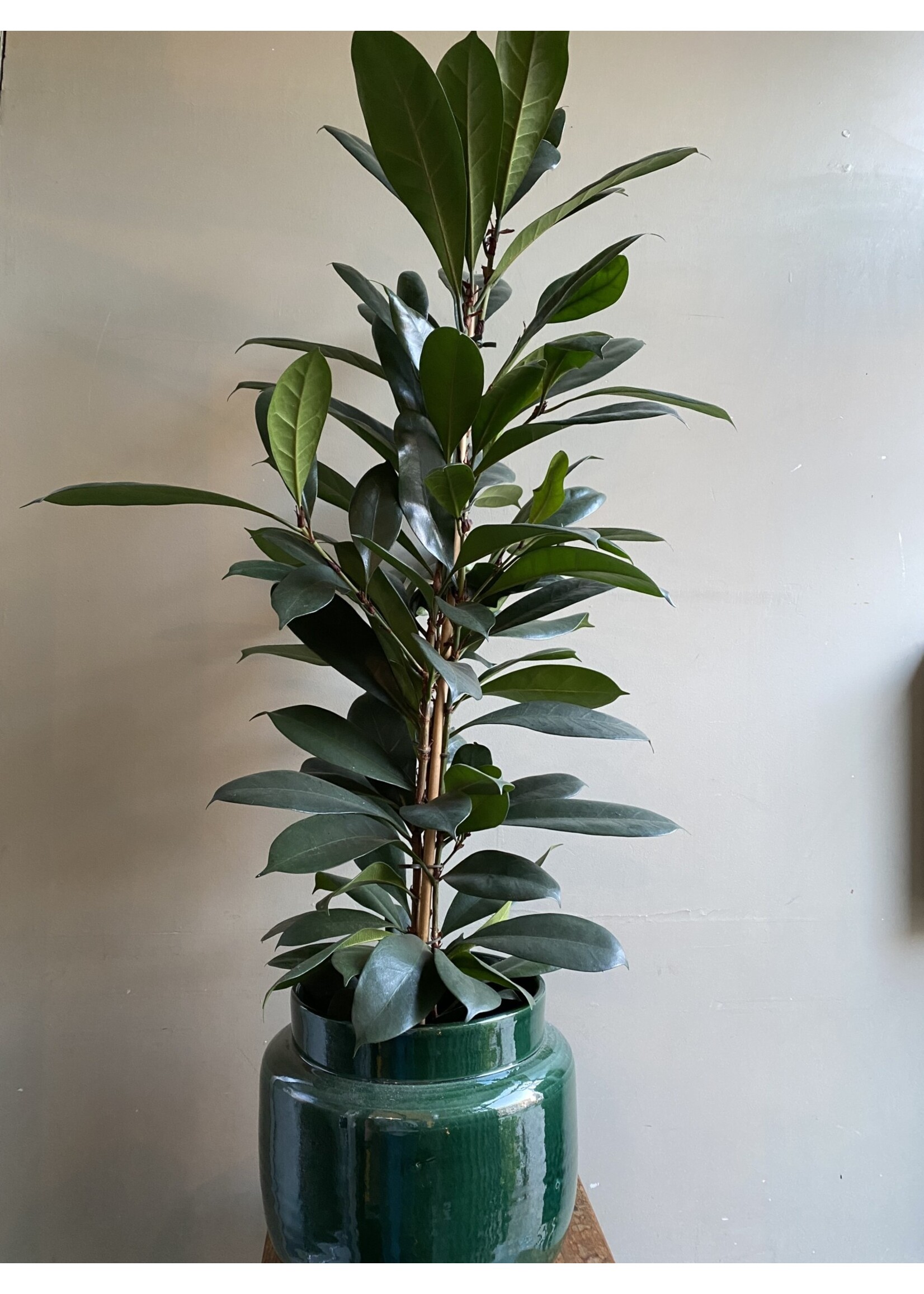 Ficus cyathistipula  Ø21 h105