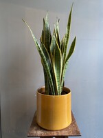 Sansevieria laurentii ∅25 h85