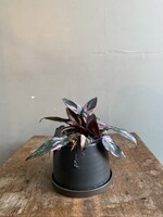 Philodendron erubescens 'Pink Princess' Ø9 h25