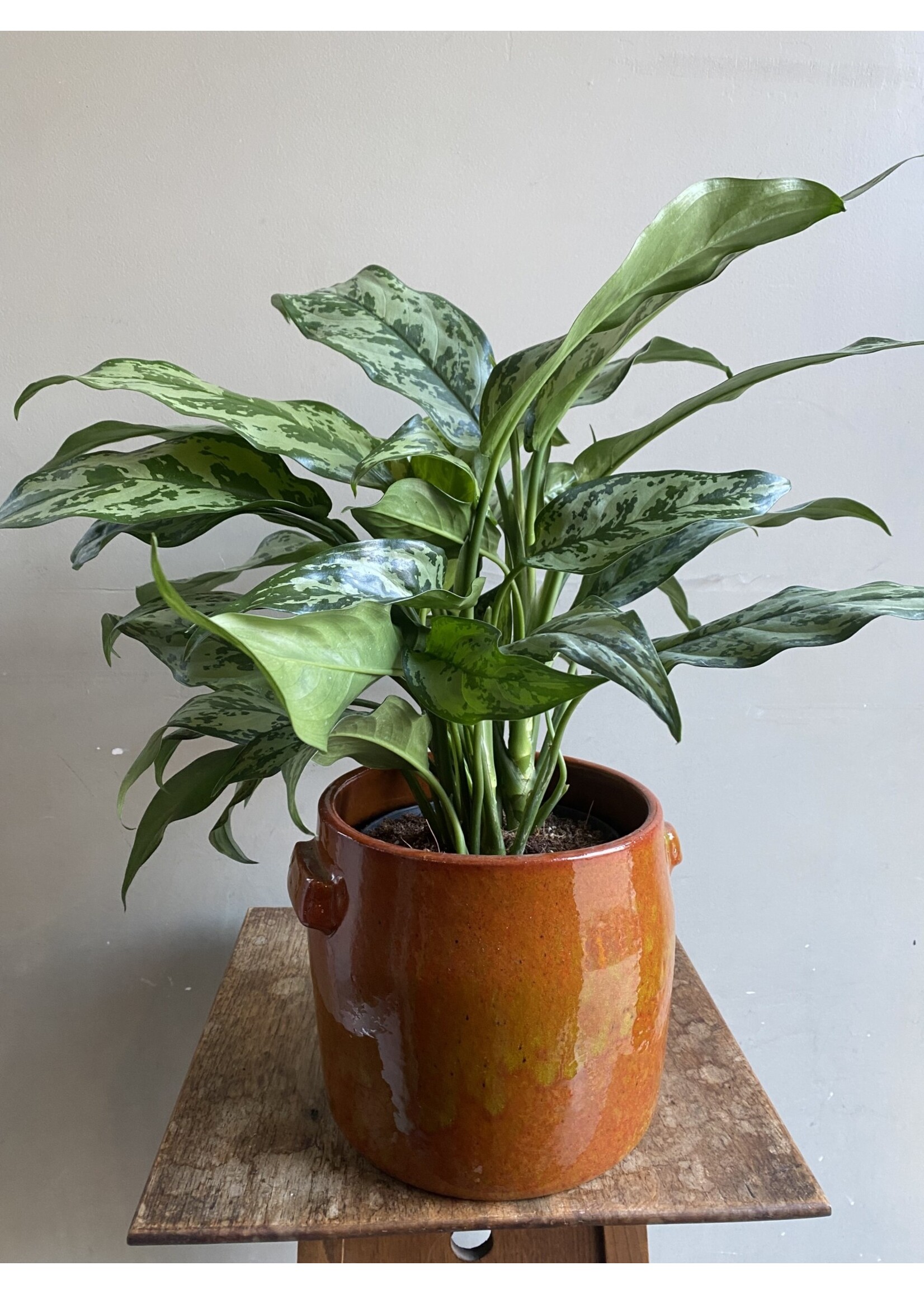 Aglaonema 'Silver Queen' Ø17 h50