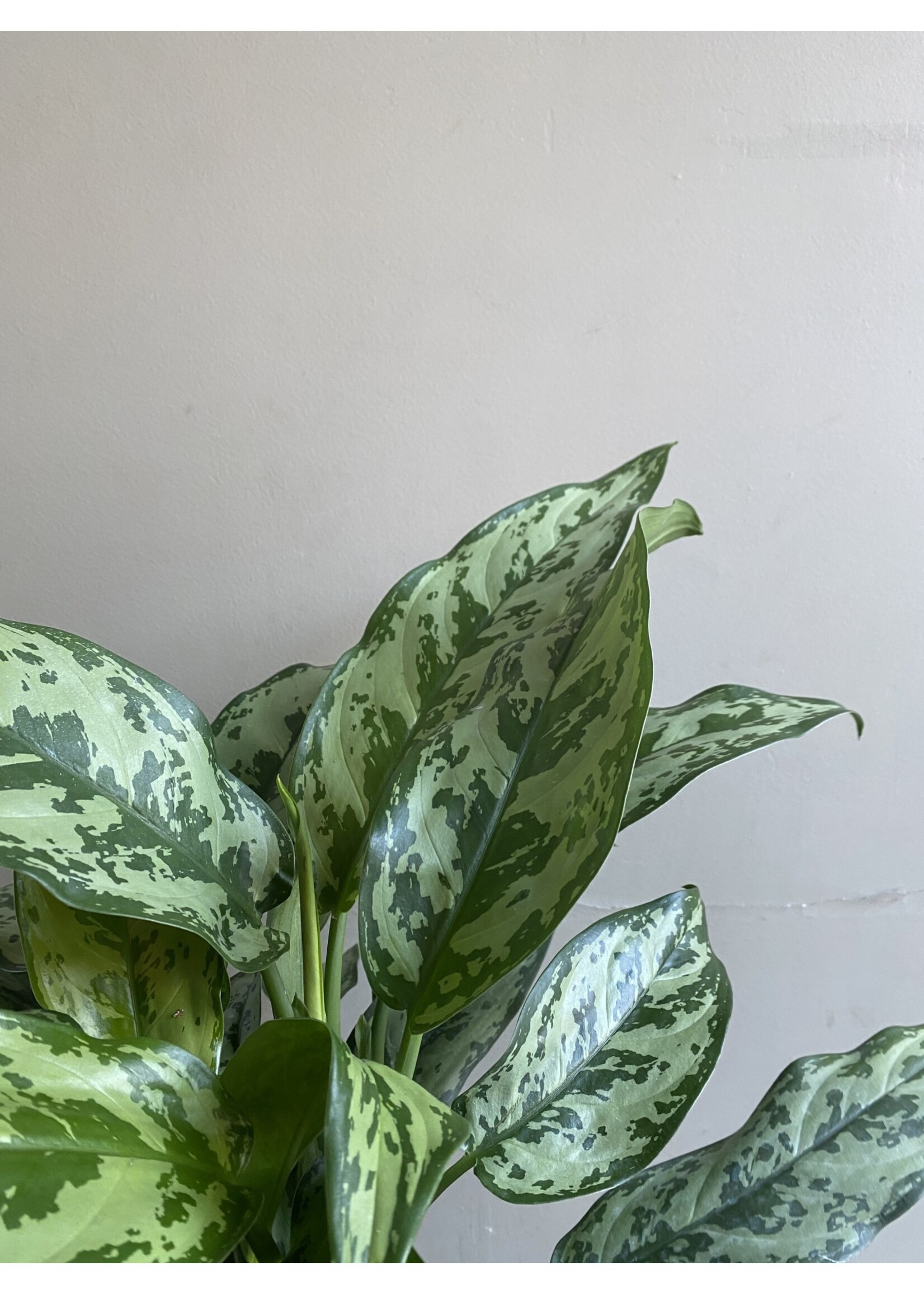 Aglaonema 'Silver Queen' Ø17 h50