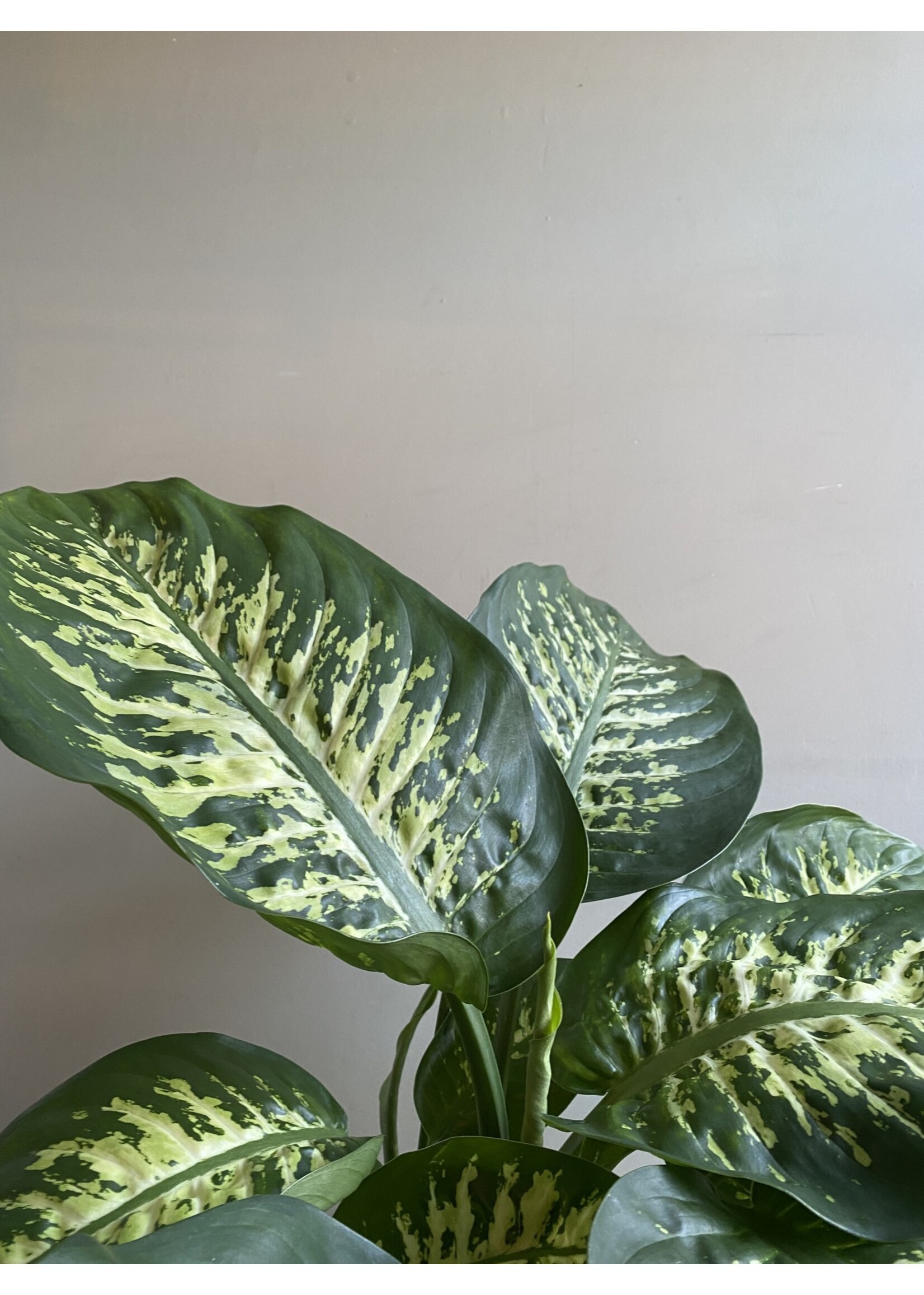 Dieffenbachia seguine 'Reeva' Ø24 h80