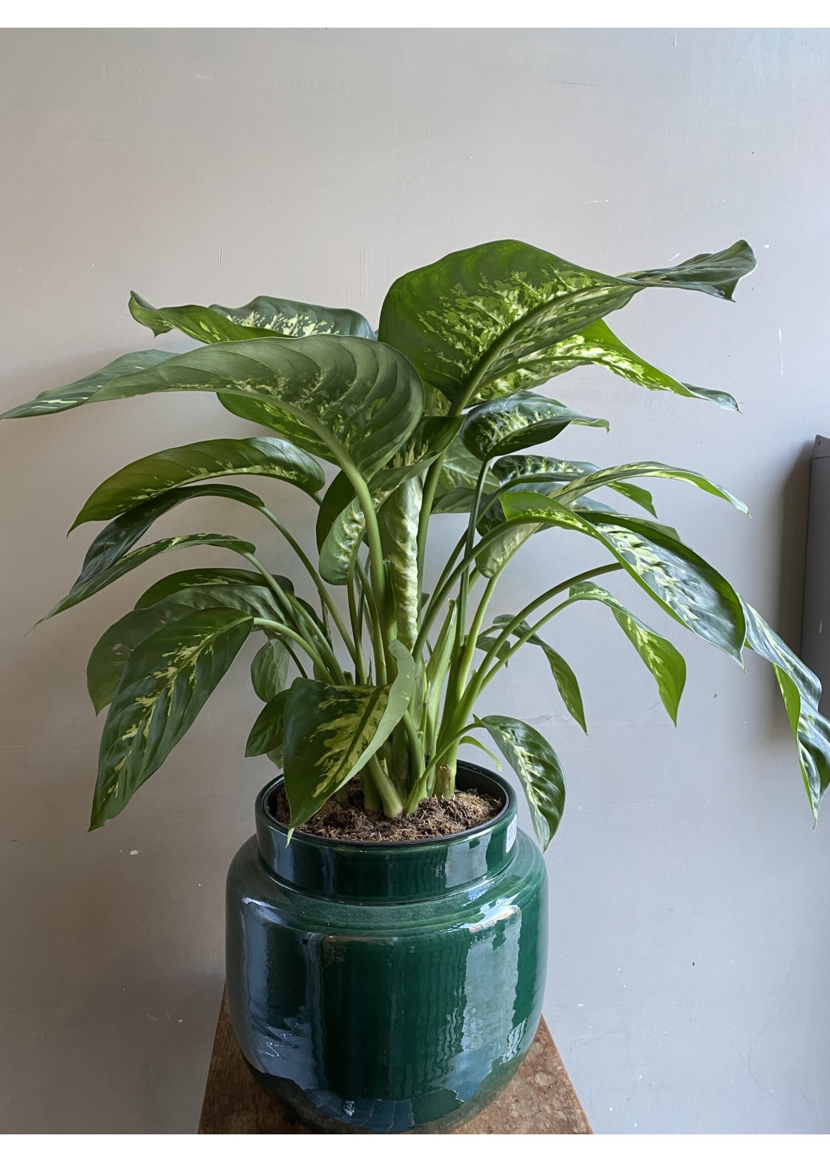 Dieffenbachia seguine 'Reeva' Ø24 h80