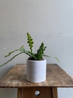 Epiphyllum anguliger [Fishbone Cactus] Ø9 h15