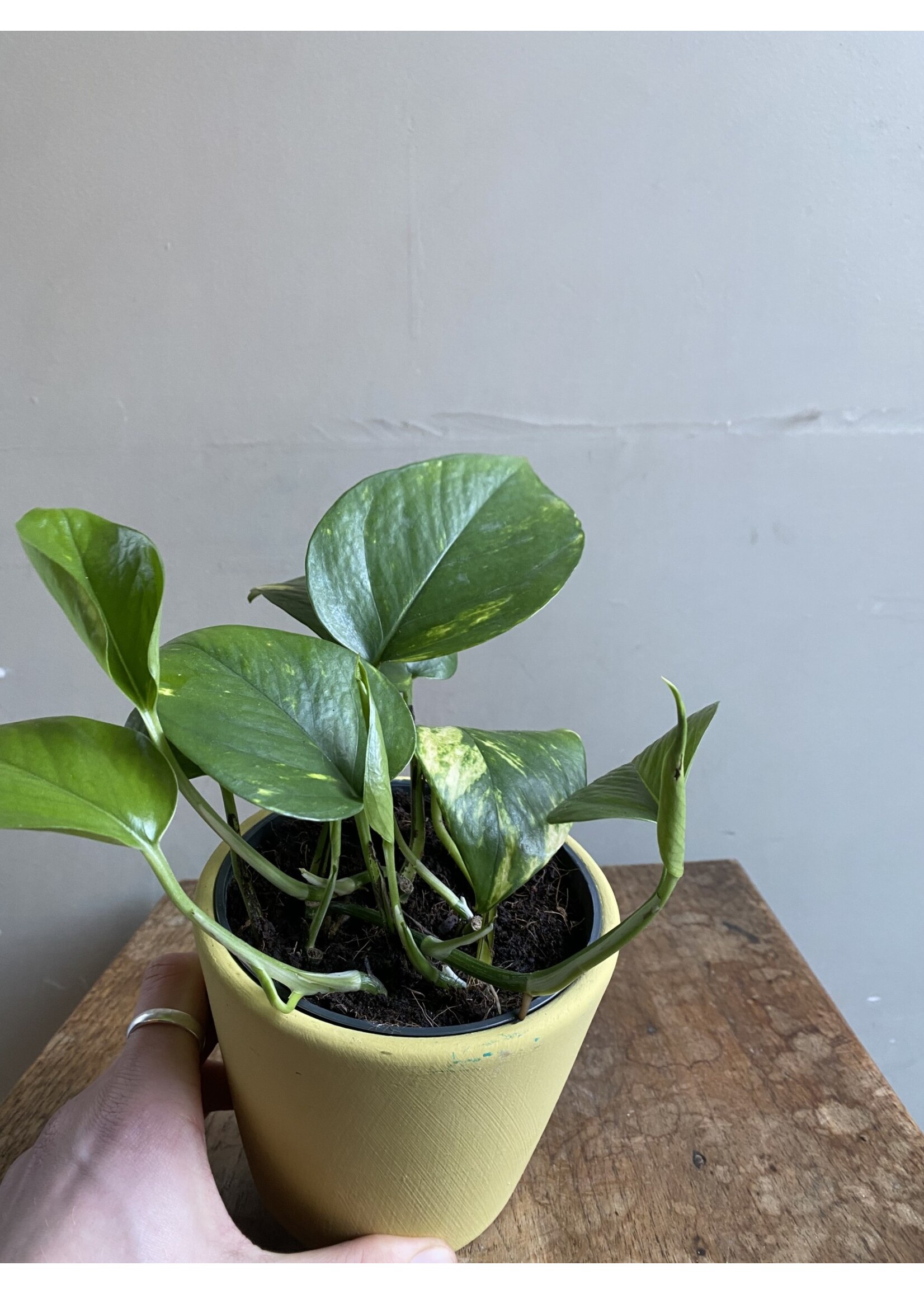 Epipremnum aureum Ø12 h20