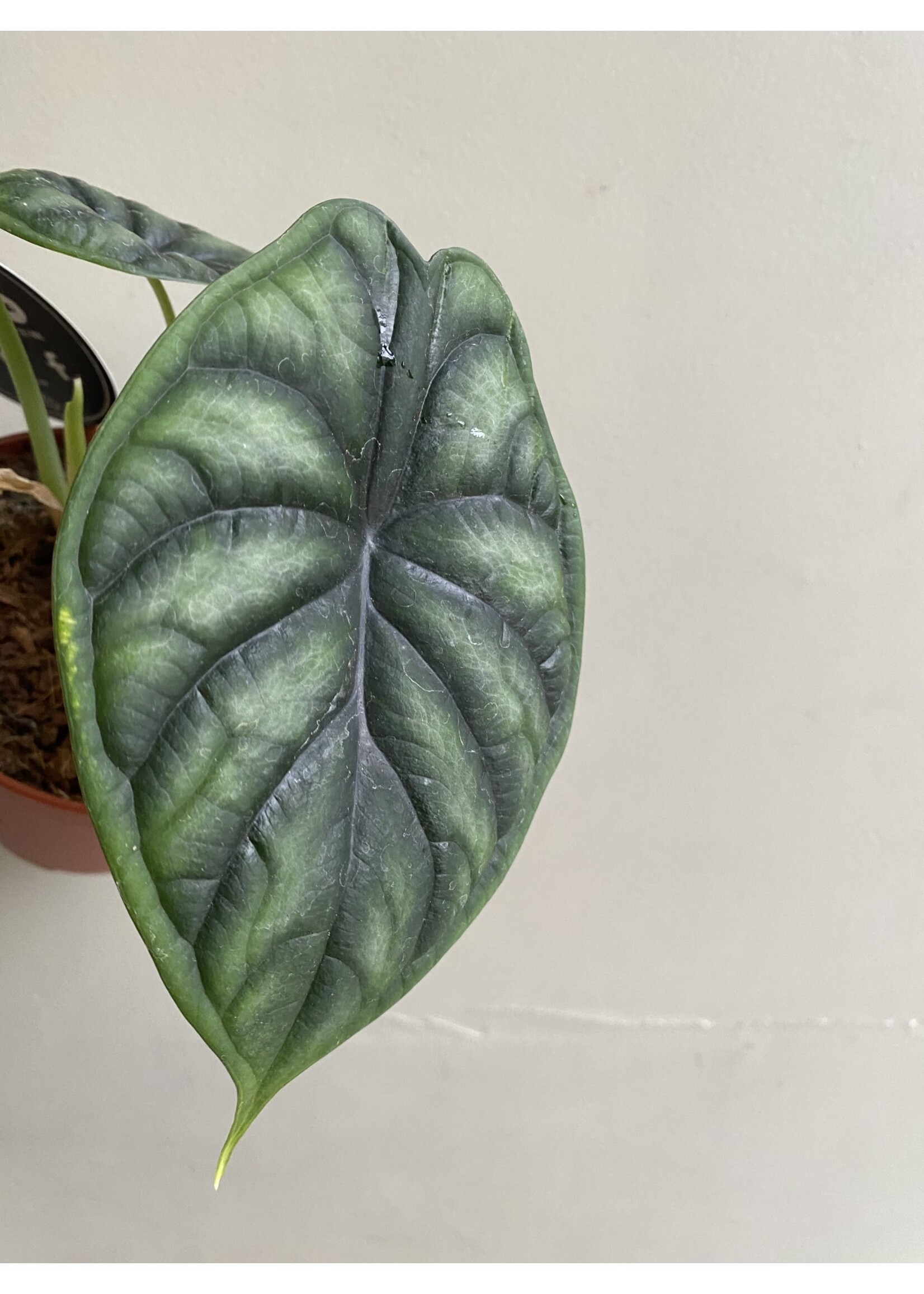 Alocasia 'Dragon Scale' Ø12 h30