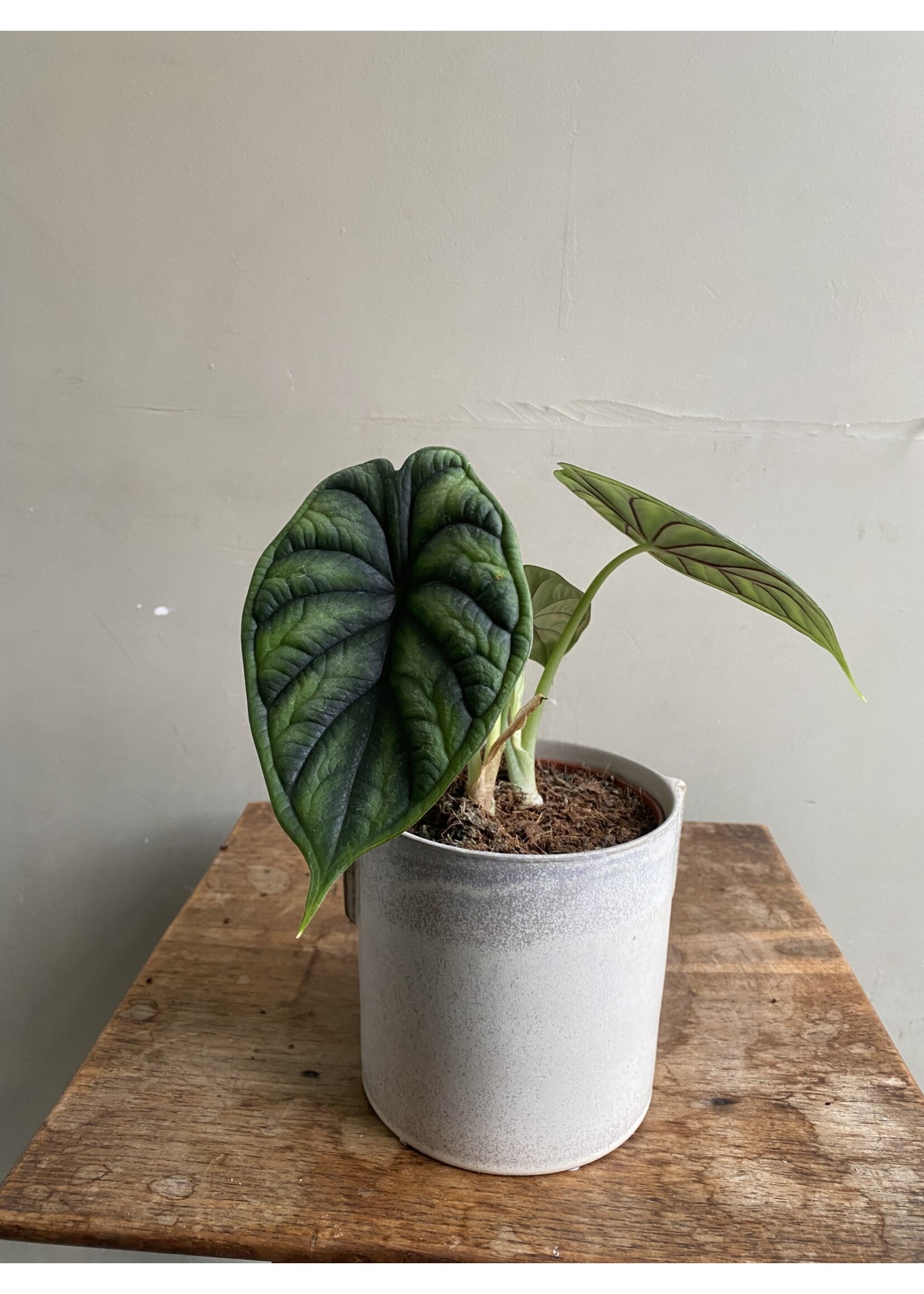 Alocasia 'Dragon Scale' Ø12 h30