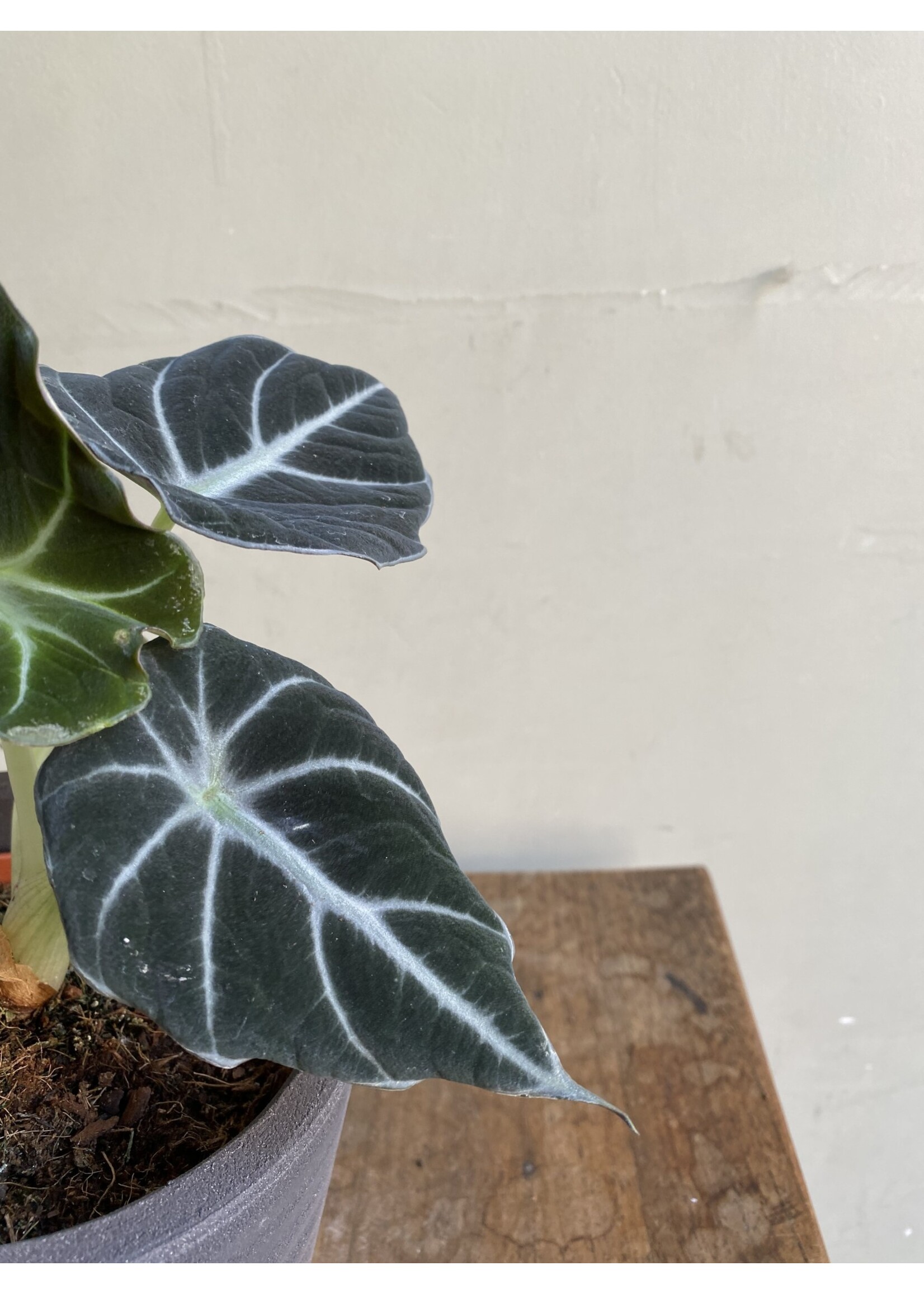 Alocasia reginula 'Black Velvet' Ø12 h30