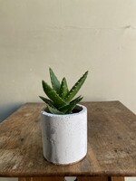 Aloe perfoliata ∅6 h9