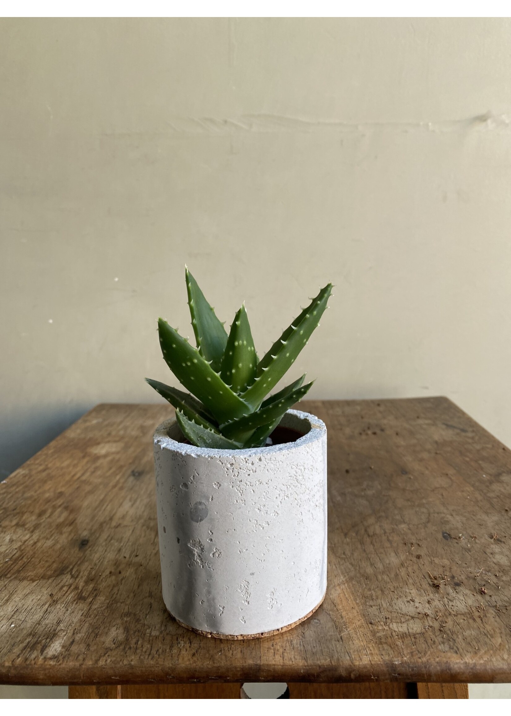 Aloe perfoliata ∅6 h9