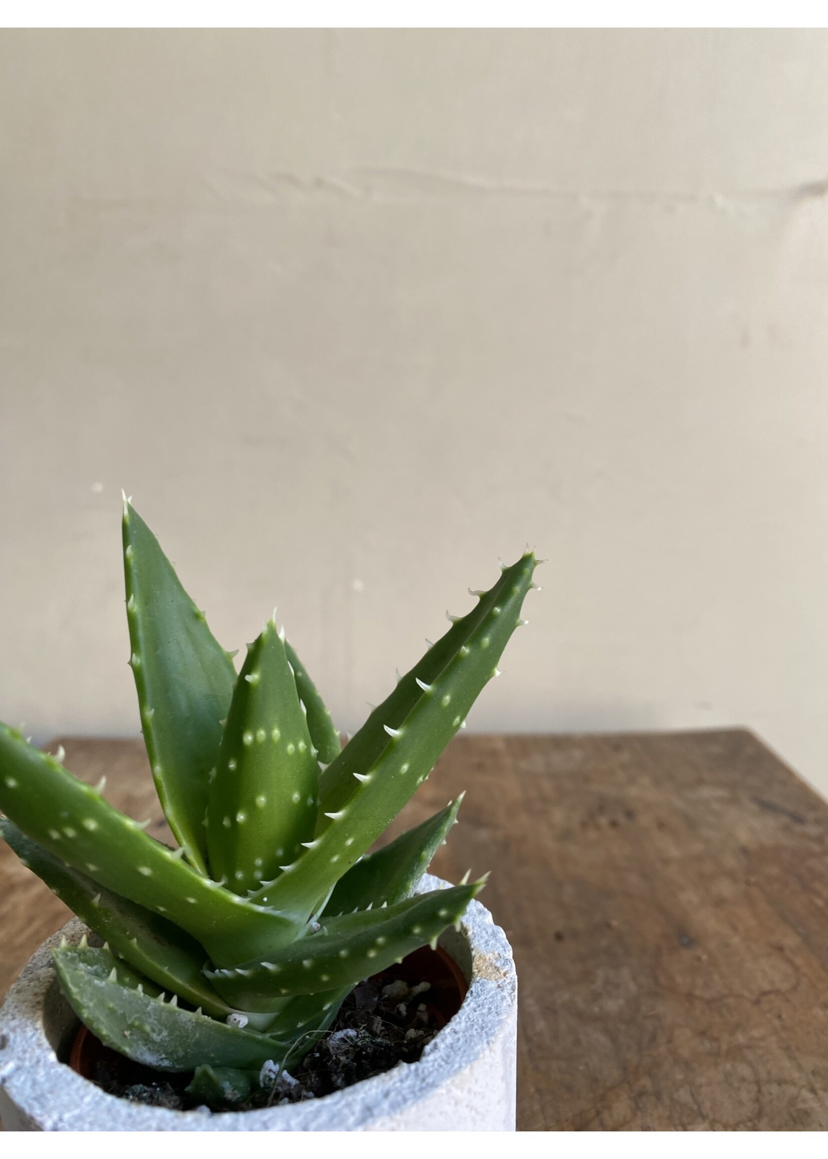 Aloe perfoliata ∅6 h9