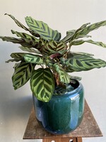 Calathea makoyana Ø17 h55