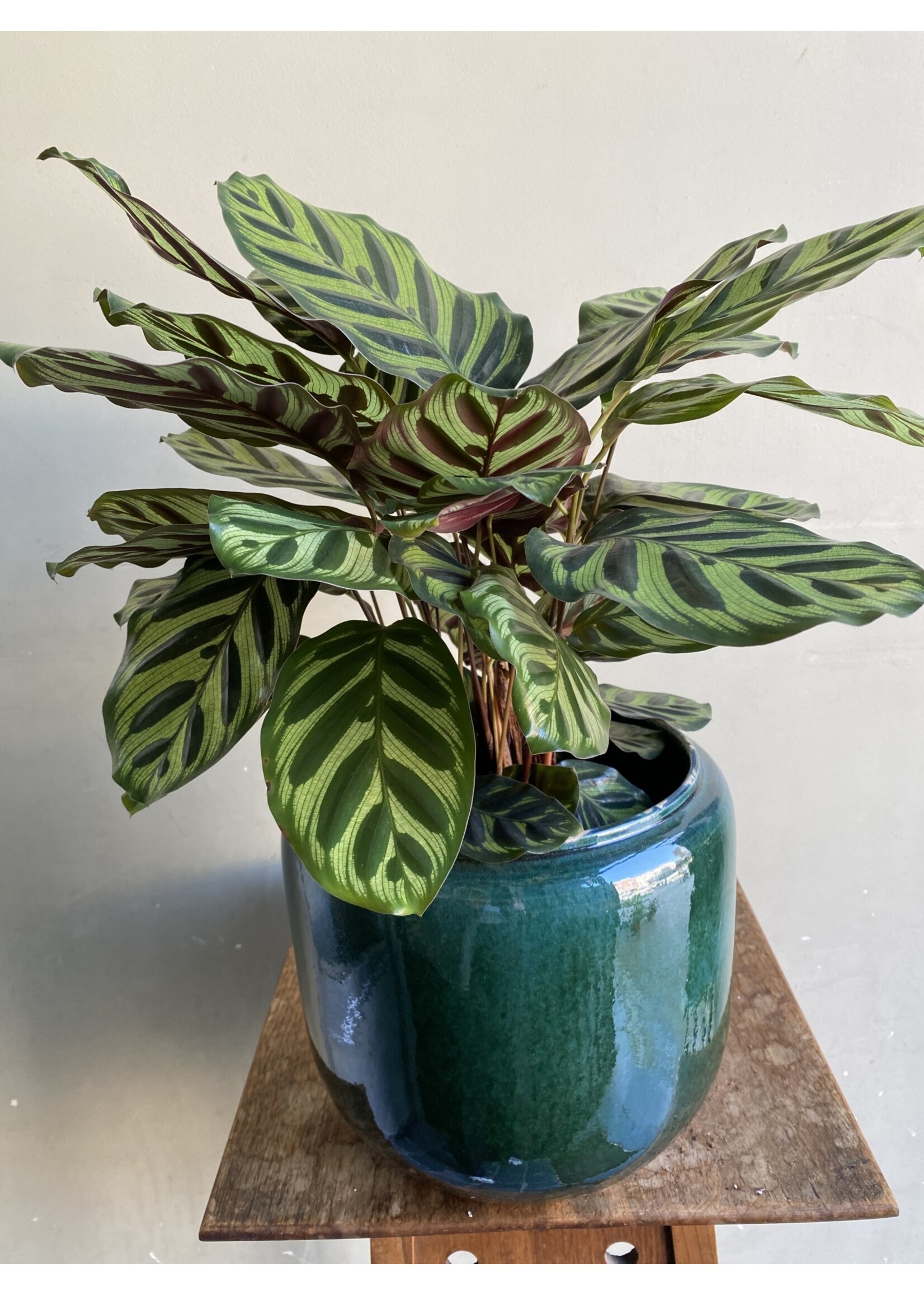 Calathea makoyana Ø17 h55