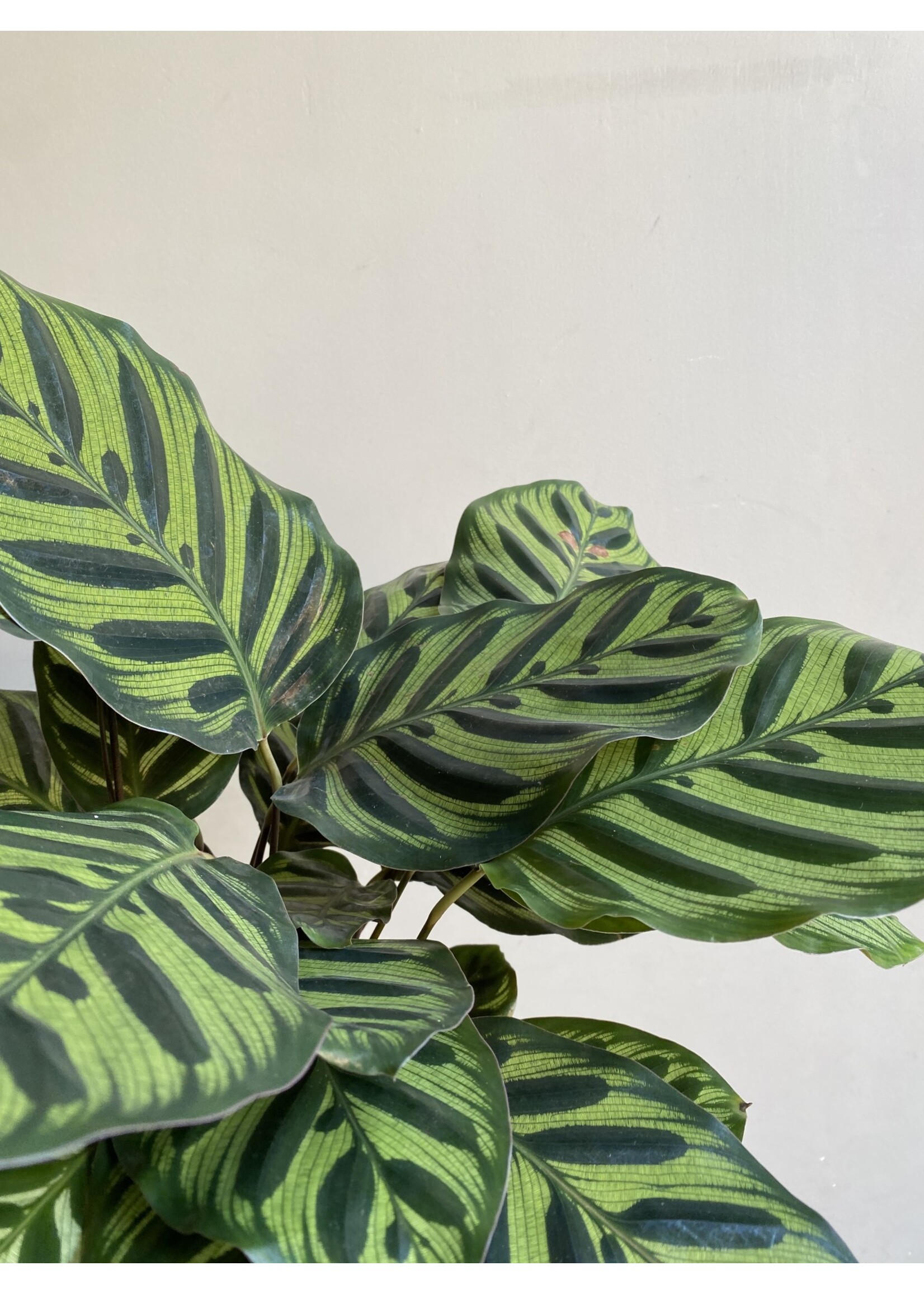 Calathea makoyana Ø17 h60