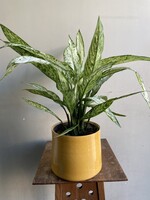 Dieffenbachia seguine 'Vesuvius' Ø19 h55