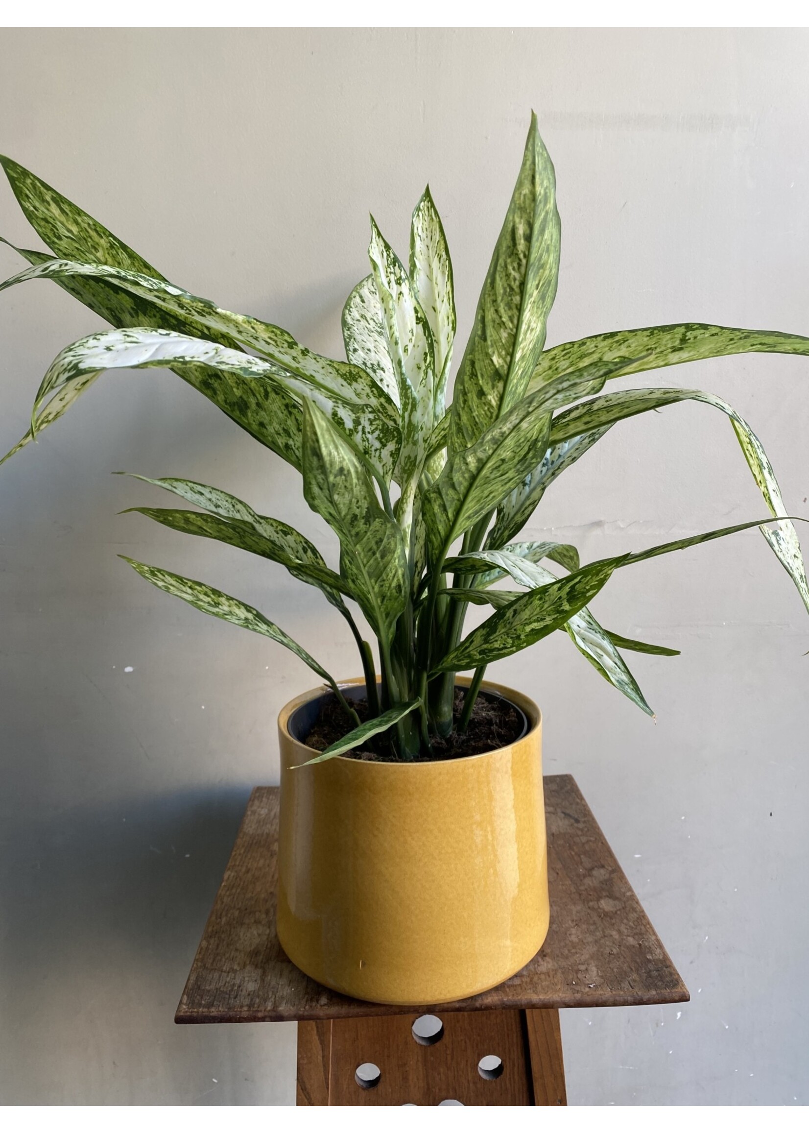 Dieffenbachia seguine 'Vesuvius' Ø19 h55