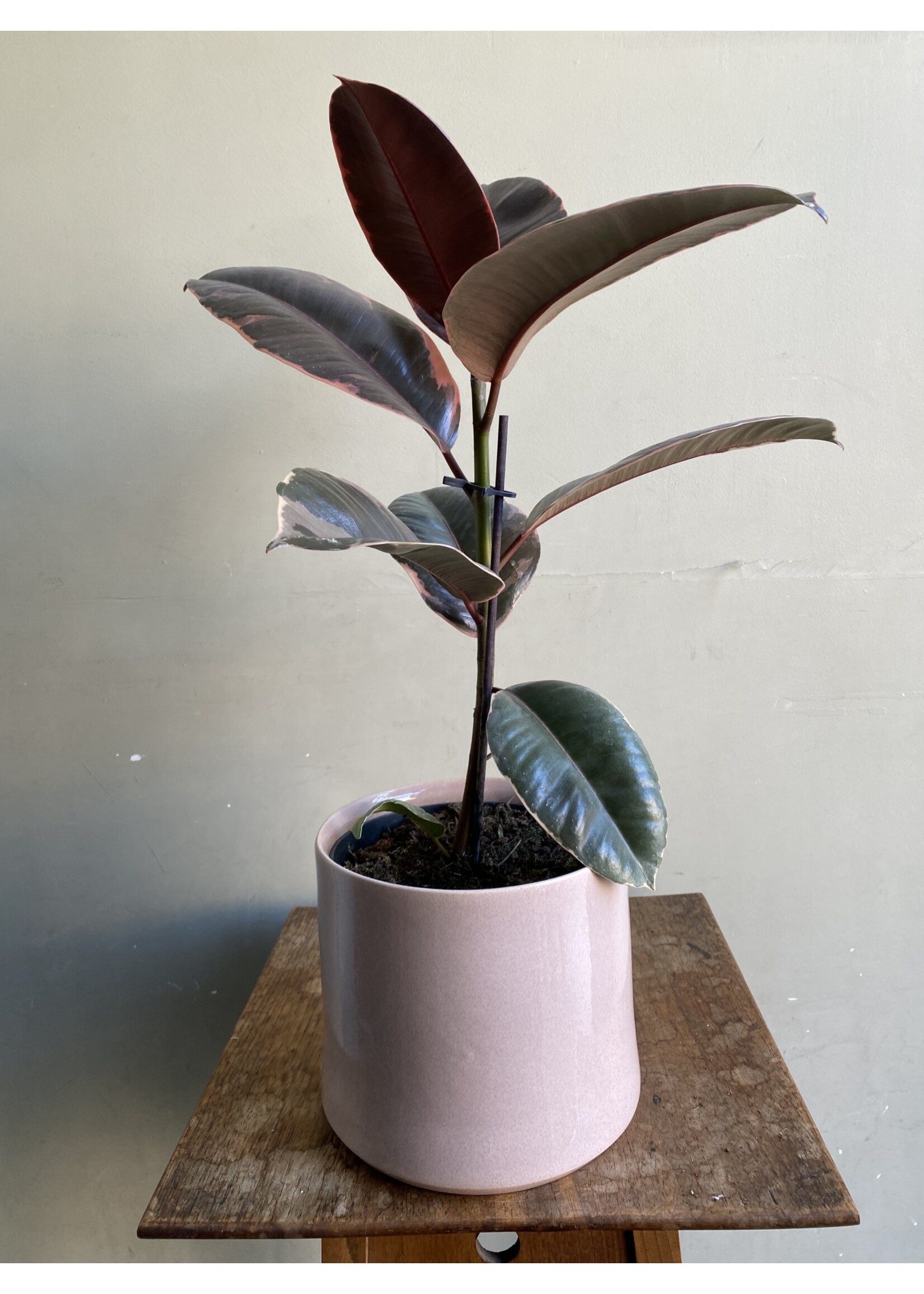 Ficus elastica 'Belize' Ø17 h50