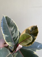 Ficus elastica 'Tineke' ∅17 h60