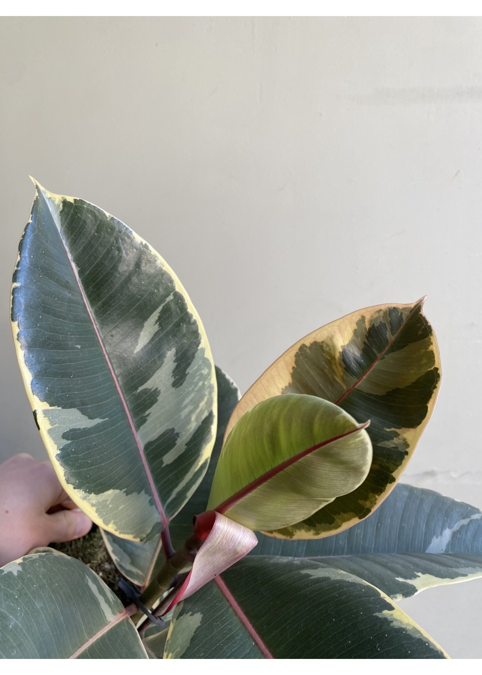 Ficus elastica 'Tineke' ∅17 h60