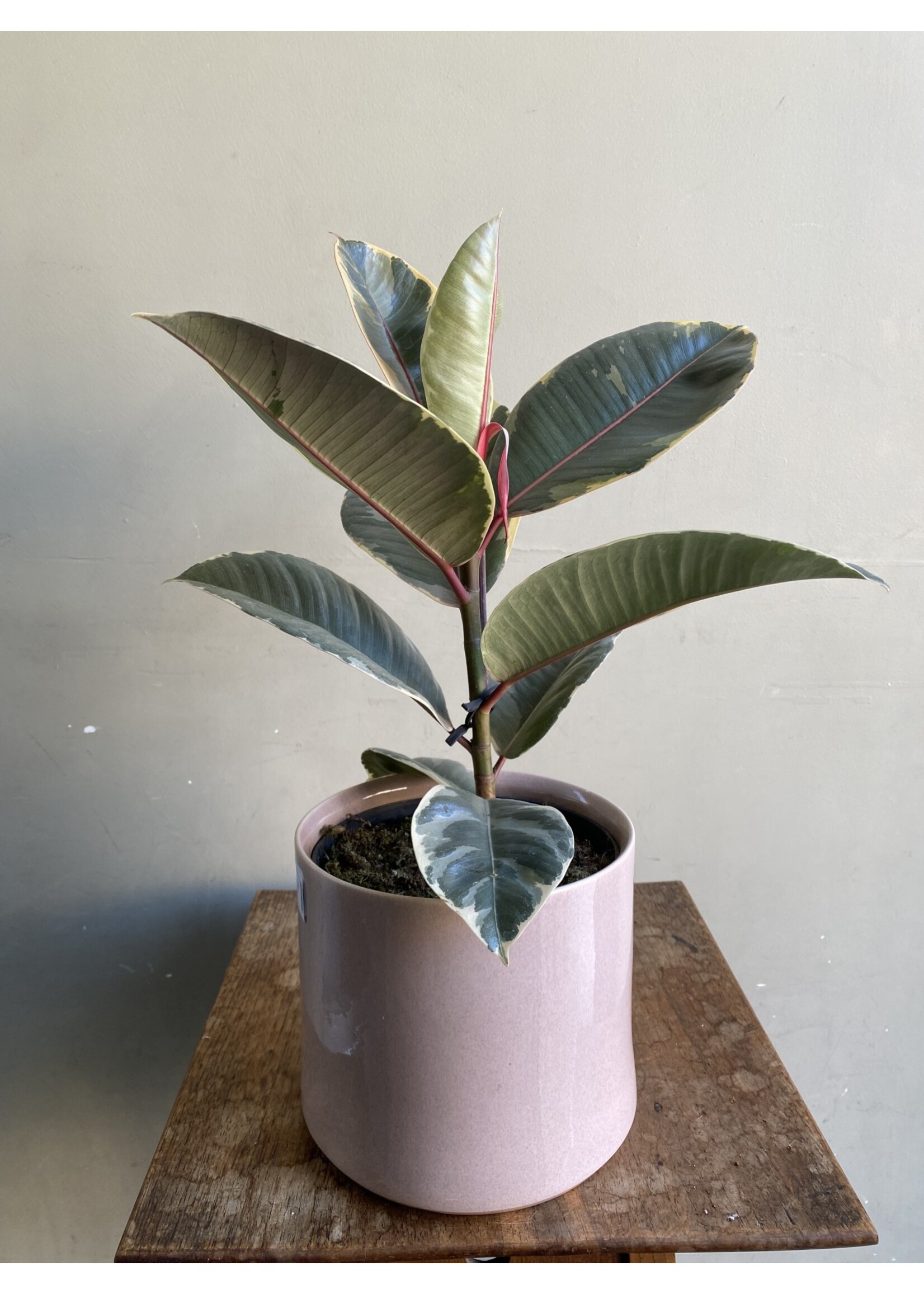 Ficus elastica 'Tineke' ∅17 h60