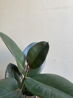 Ficus elastica 'Robusta' ∅17 h70