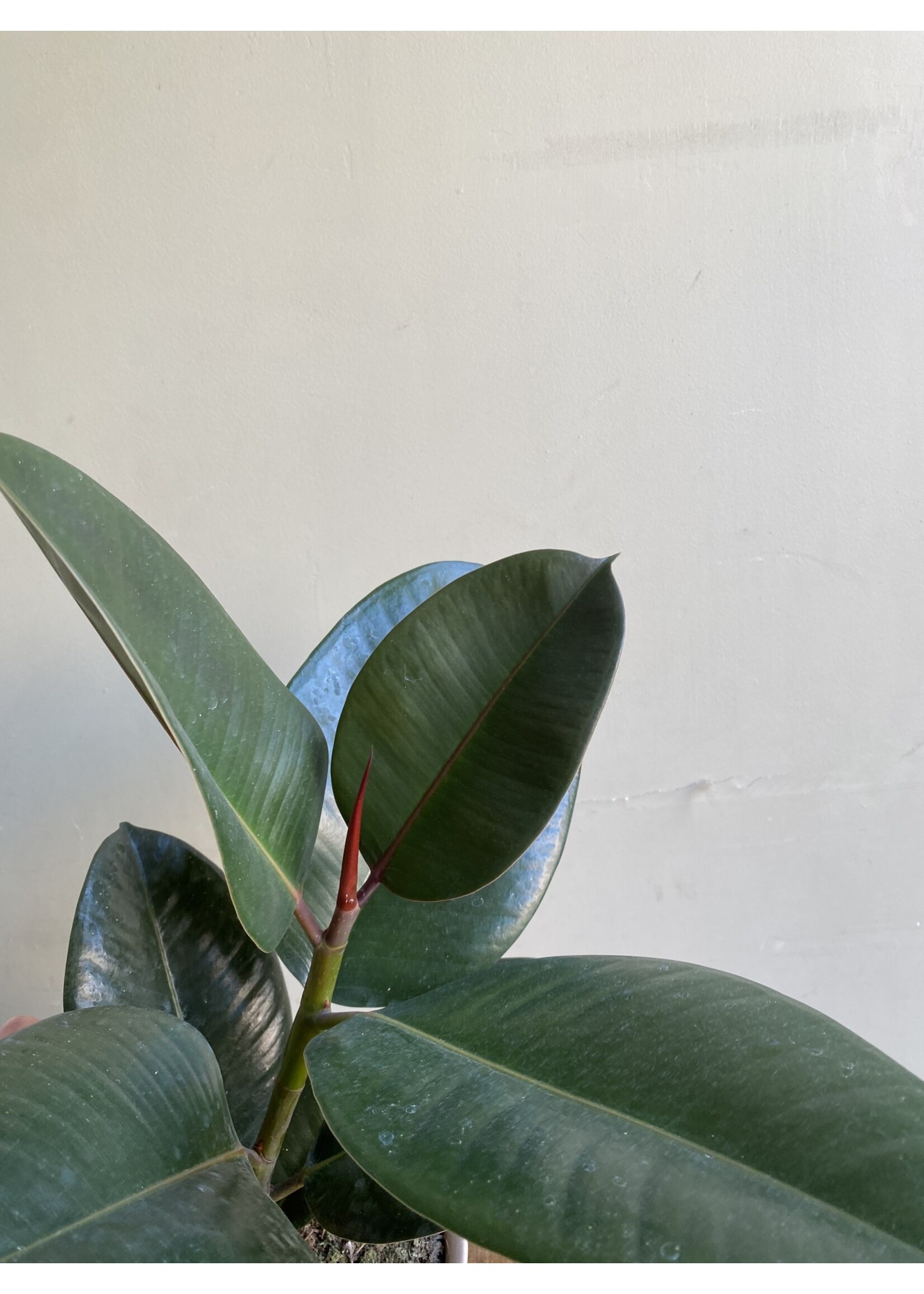 Ficus elastica 'Robusta' Ø17 h60