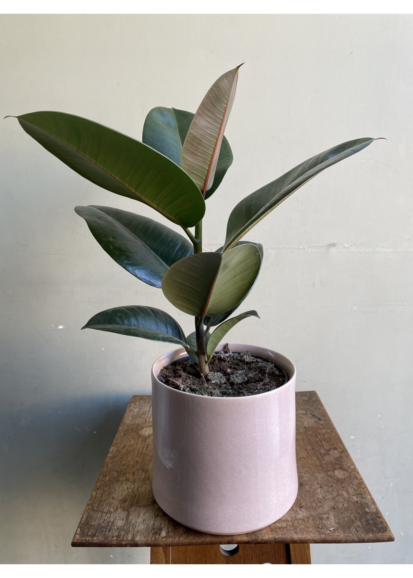 Ficus elastica 'Robusta' Ø17 h60