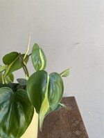 Philodendron hederaceum 'Brasil' Ø12 h20