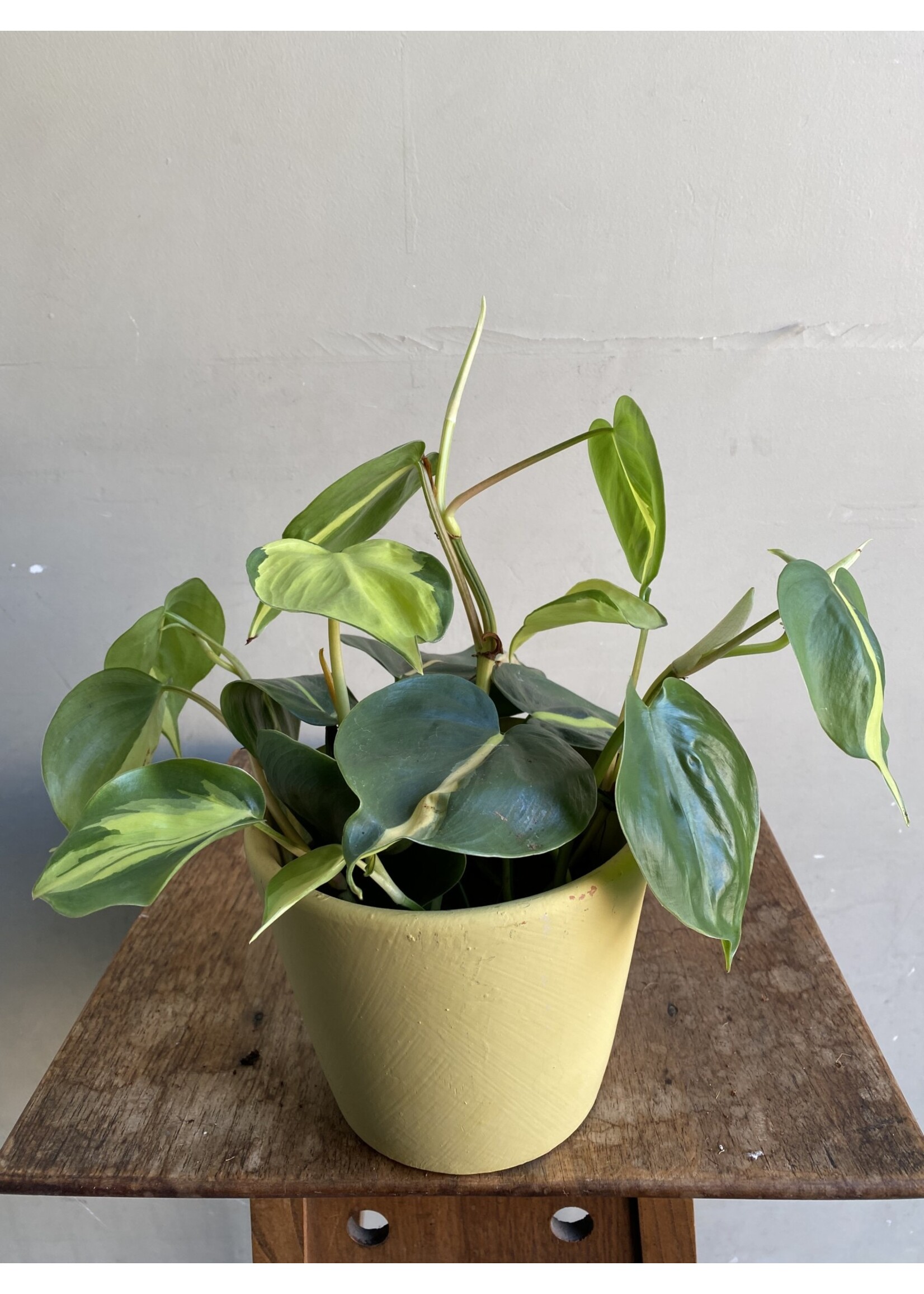 Philodendron hederaceum 'Brasil' Ø12 h20