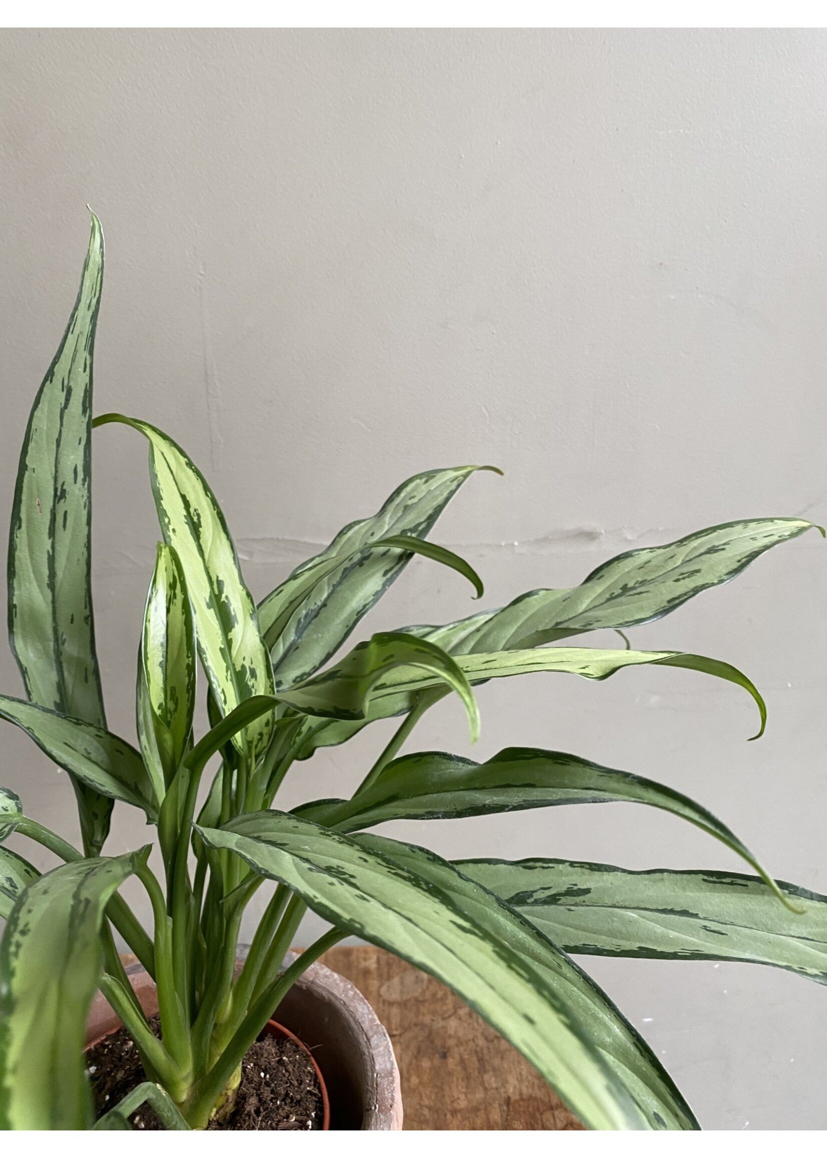 Aglaonema 'Cutlass' Ø12 h35