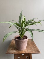 Aglaonema 'Cutlass' Ø12 h35