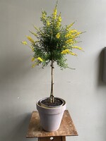 Cytisus x racemosus Ø19 h80