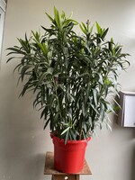 Nerium oleander Ø30 h110