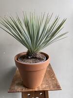 Yucca rostrata Ø21 h60