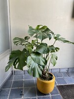 Monstera deliciosa Ø24 h100