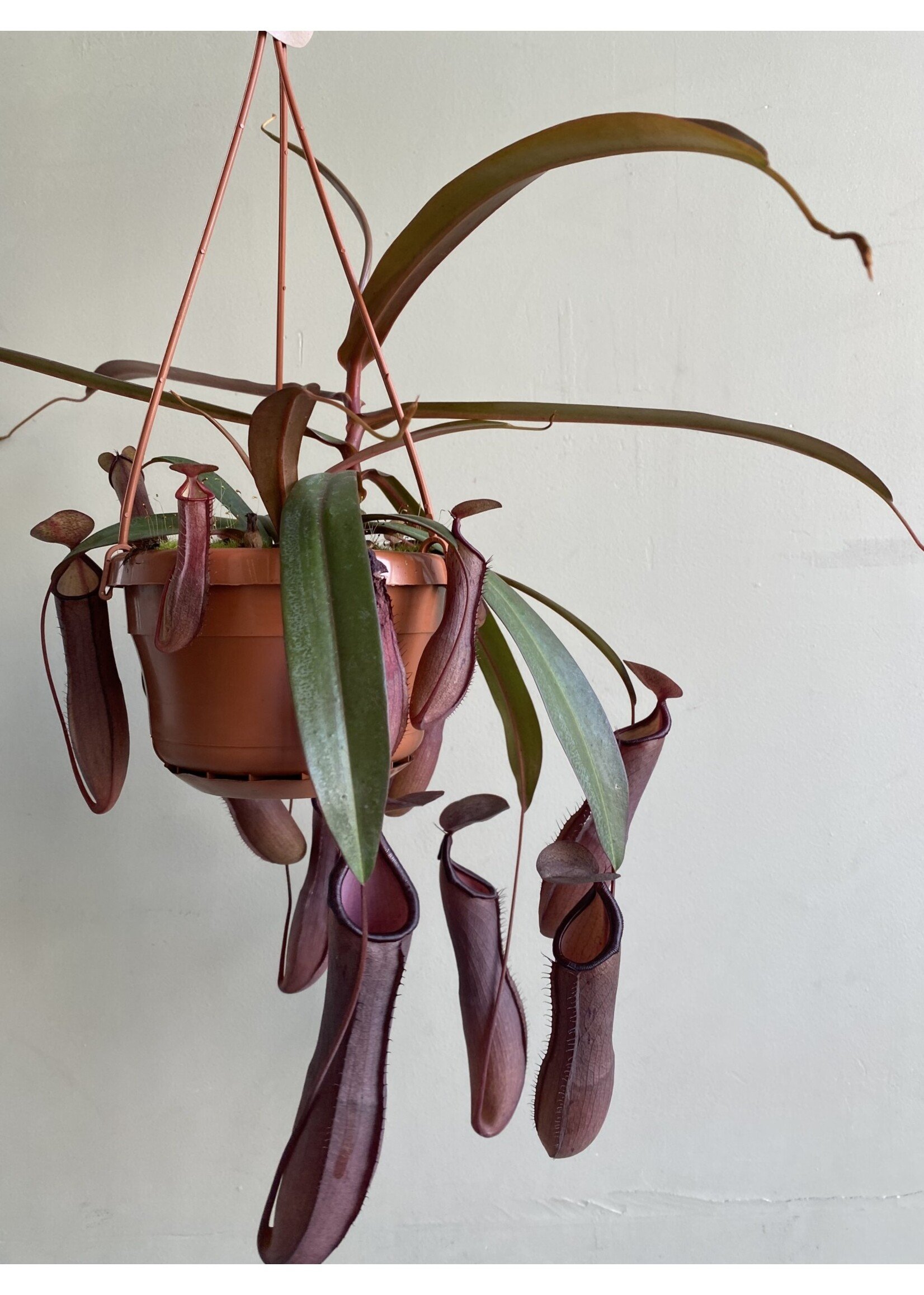 Nepenthes x 'Rebecca Soper' ∅14 h30