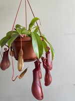 Nepenthes alata ∅14 h30