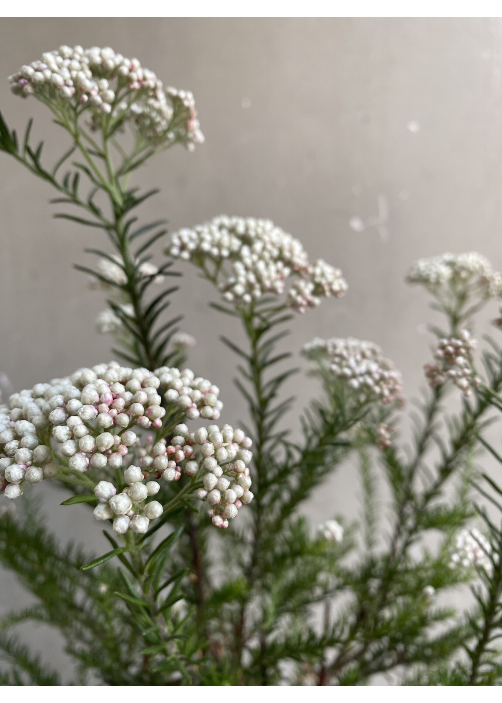 Ozothamnus diosmifolius ∅19 h55