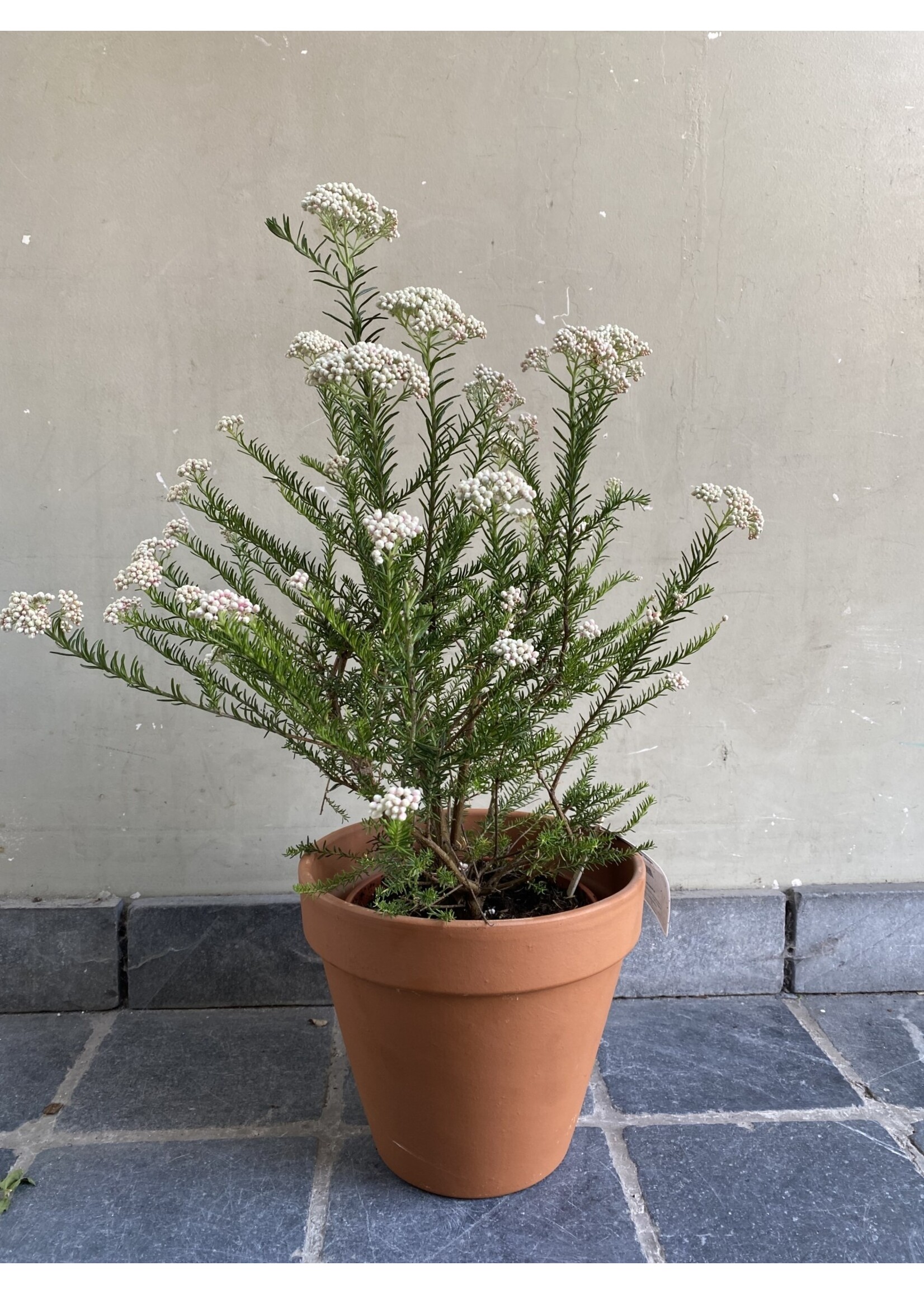 Ozothamnus diosmifolius ∅19 h55