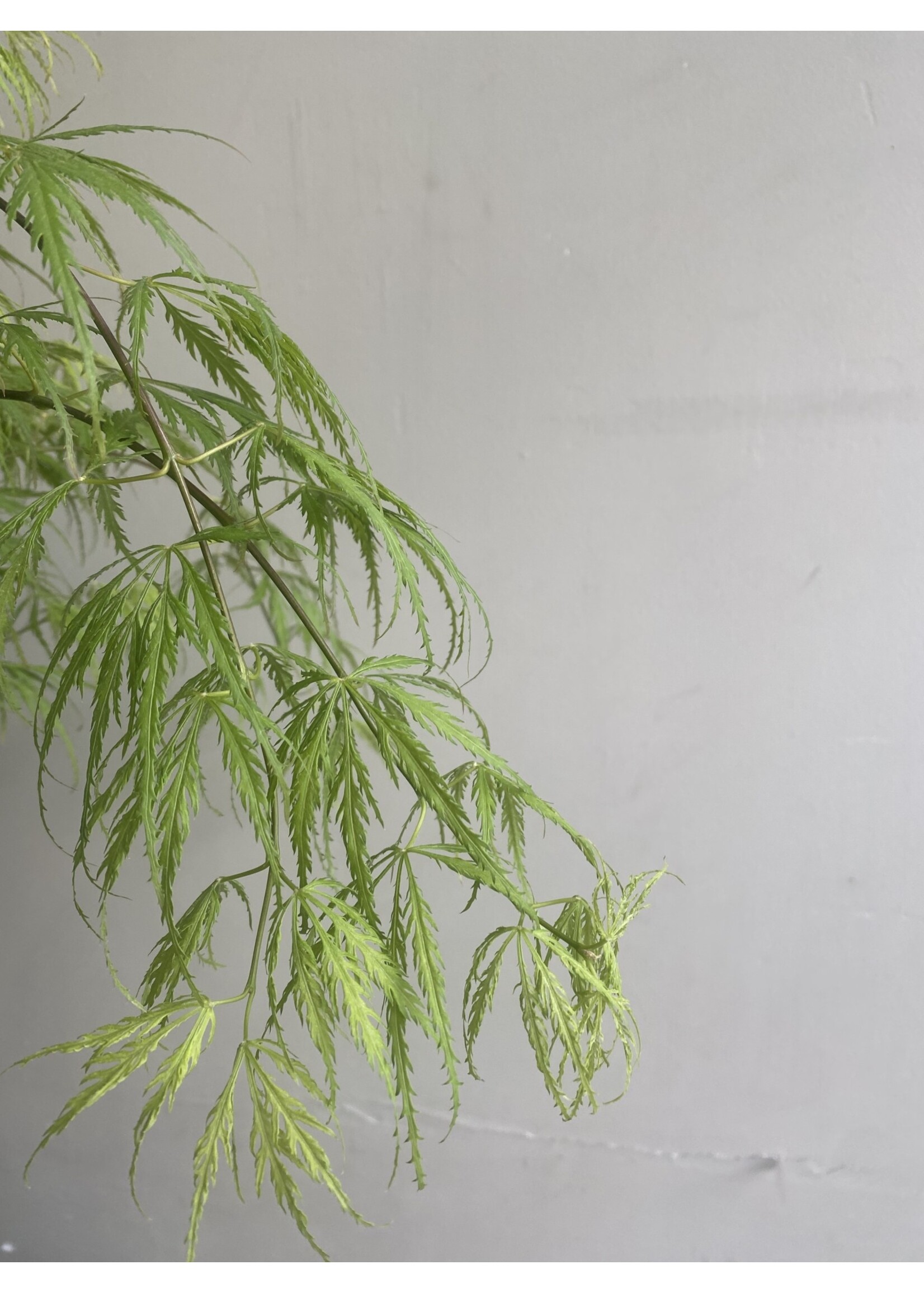 Acer palmatum 'Dissectum' ∅19 h50