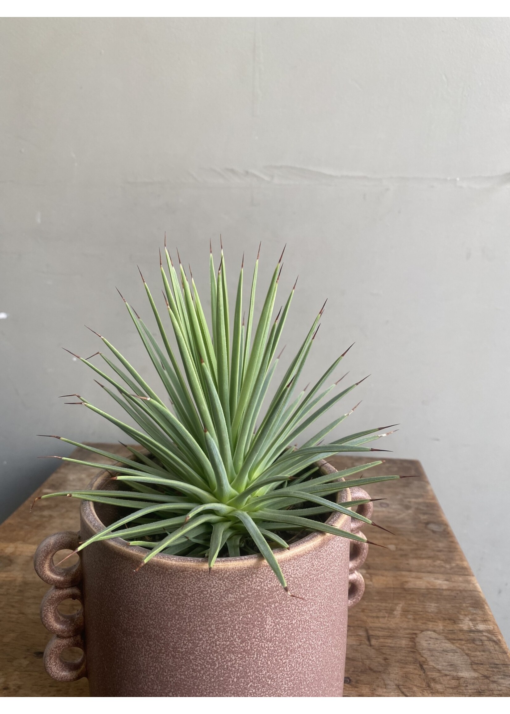 Agave stricta 'Nana' Ø10 h20