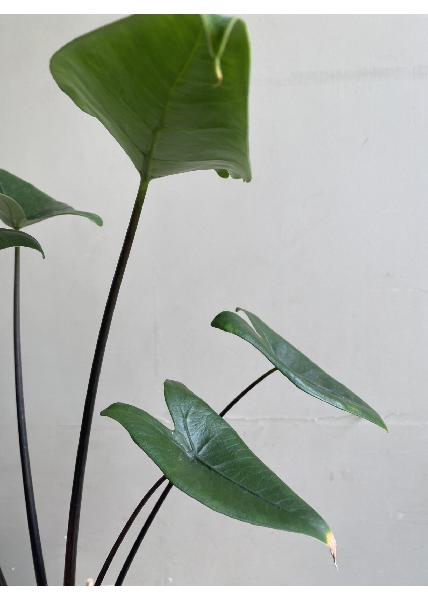 Alocasia zebrina 'Black Stem' ∅14 h45