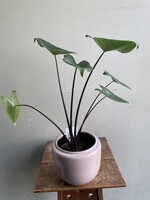 Alocasia zebrina 'Black Stem' ∅14 h45